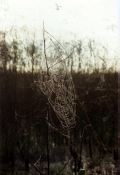 Close-up view of a spider web in Okeechobee.