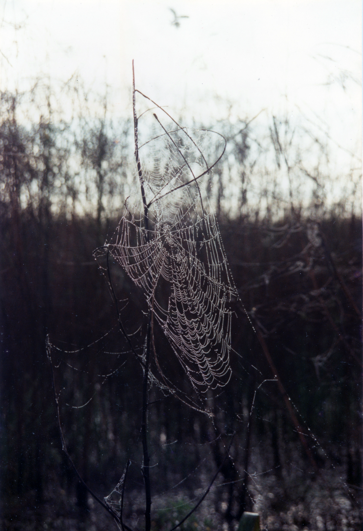 Close-up view of a spider web in Okeechobee.