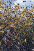 Close-up view of small sunflowers growing in an Okeechobee marsh.