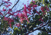 Close-up view of flowering tree at Okeechobee.