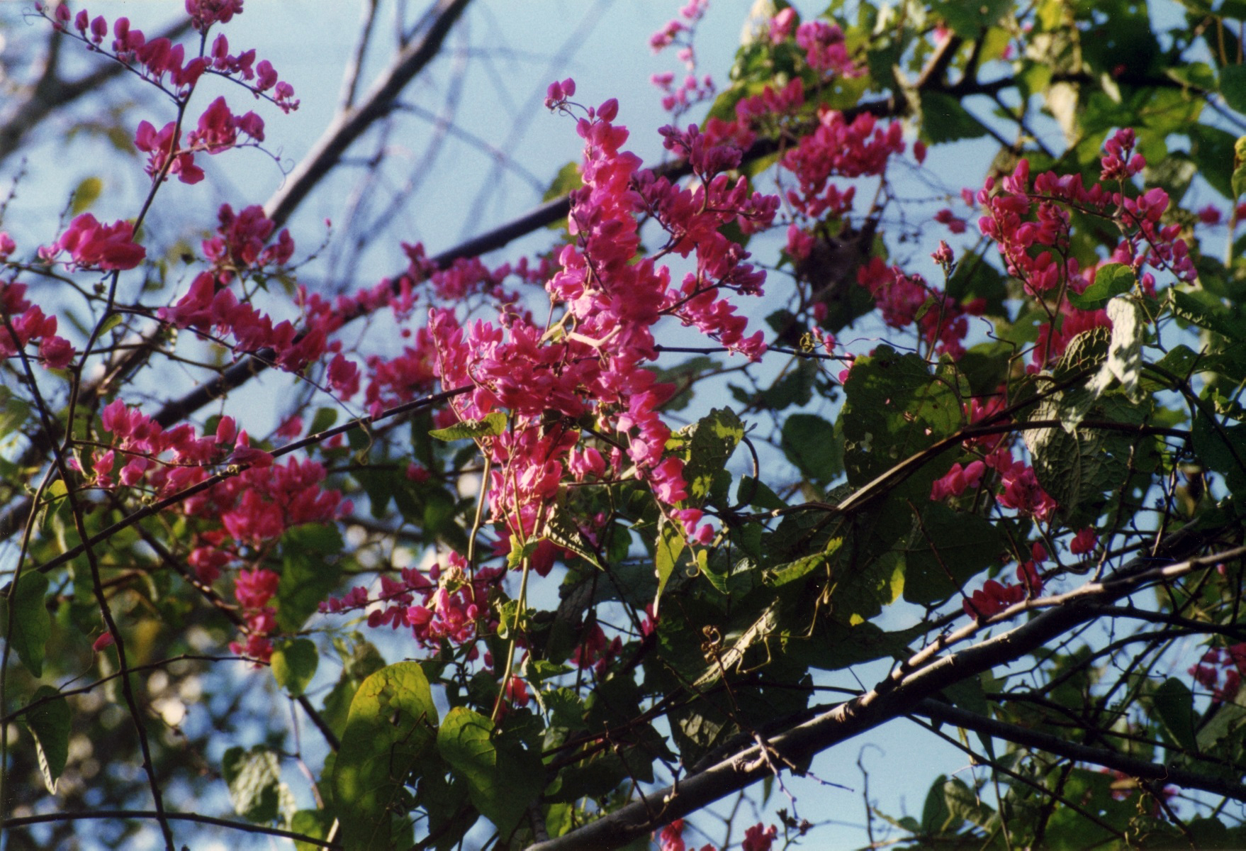 Close-up view of flowering tree at Okeechobee.