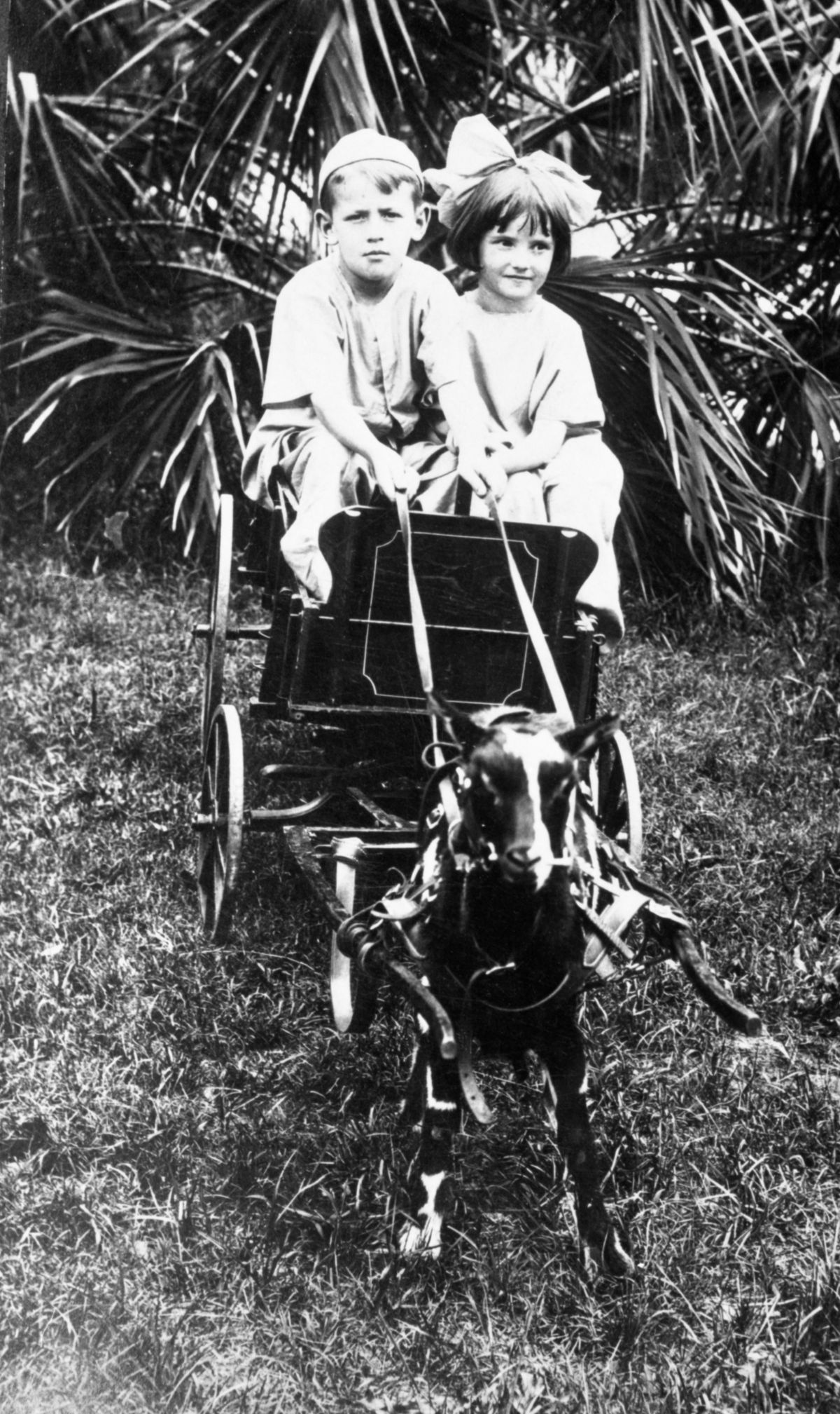 Jack Wade and Juanita Manor in goat-drawn wagon - Madison, Florida