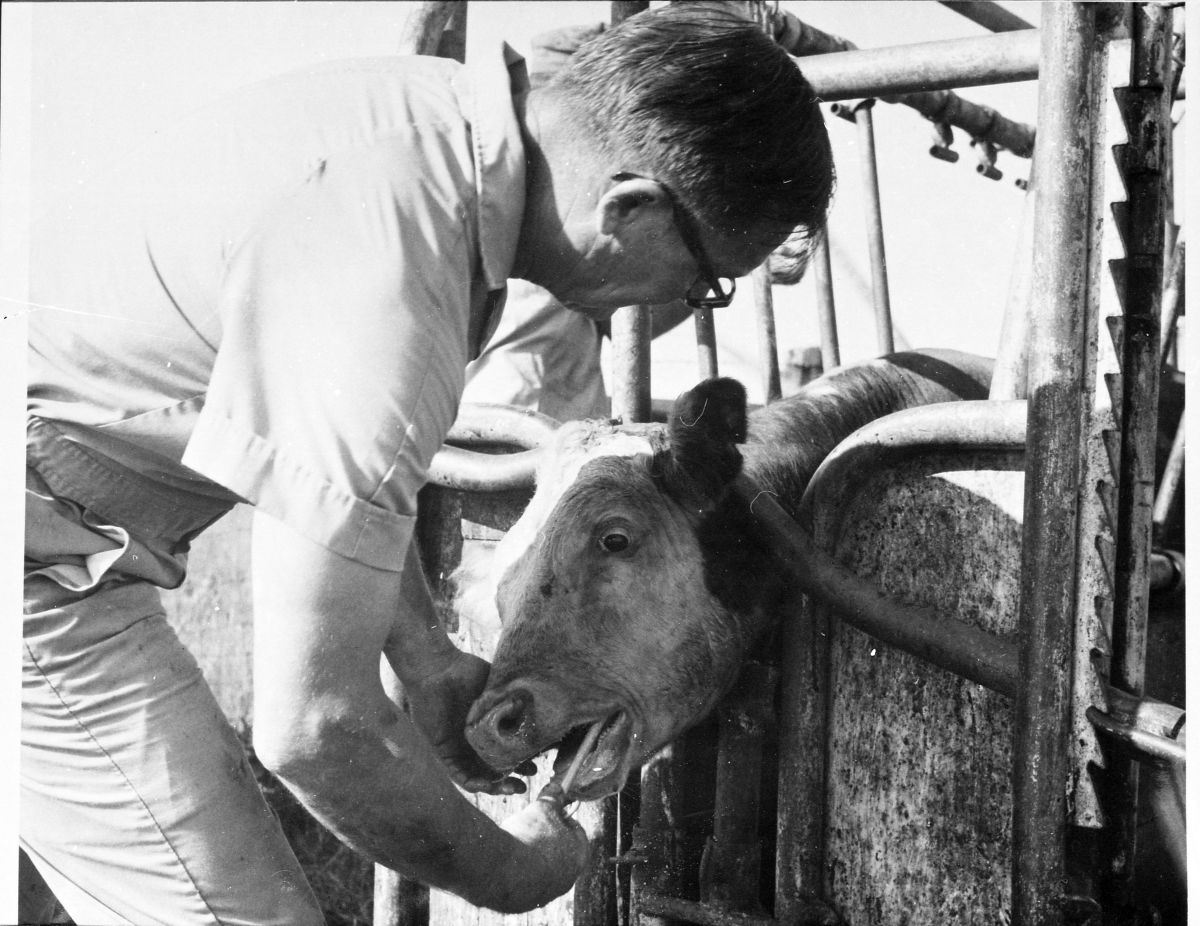 J.A. Davis treating cow on Eugene Mugge's farm - Greenville, Florida