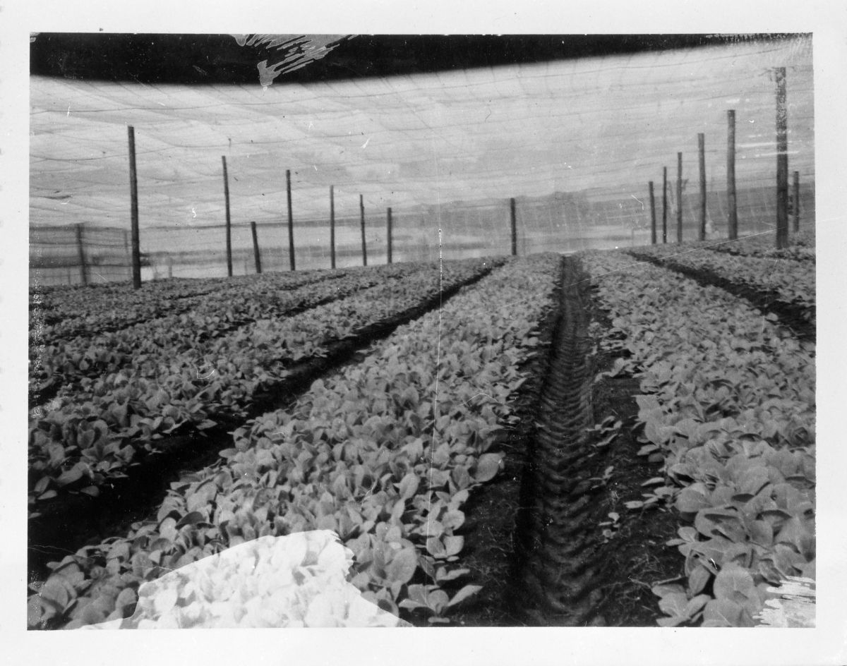 Florida Memory • Shade tobacco seed bed on Fraleigh Farm