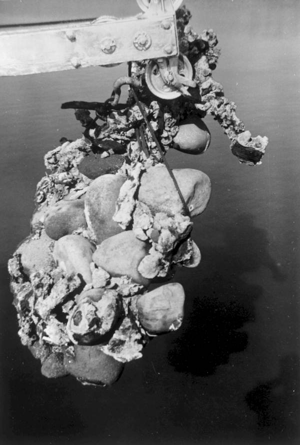 Sunken treasure being lifted by the "Treasure Princess" - Florida Keys, Florida