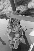 Sunken treasure being lifted by the "Treasure Princess" - Florida Keys, Florida