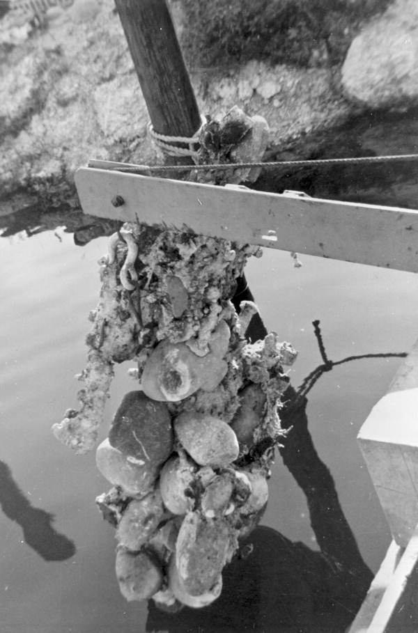 Sunken treasure being lifted by the "Treasure Princess" - Florida Keys, Florida