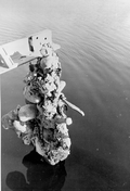 Sunken treasure being lifted by the "Treasure Princess" - Florida Keys, Florida