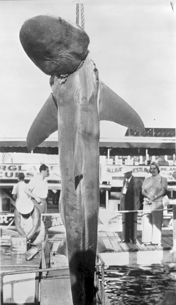 Shark hanging by rope