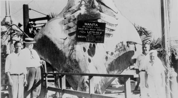 People standing posed around manta ray hanging from rope