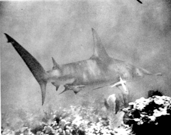 Hammerhead shark on Banner Reef, Jamaica.