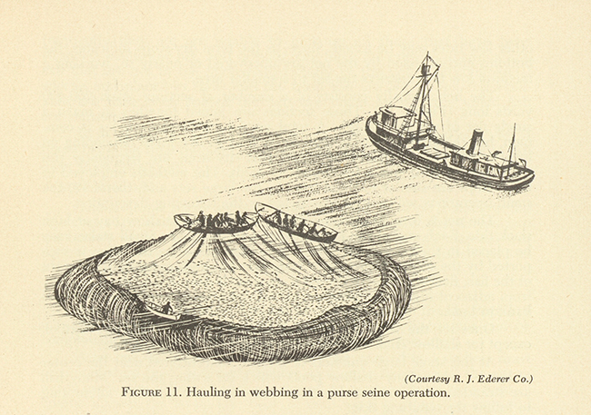 View entire document FIGURE 11. Hauling in webbing in a purse seine operation.