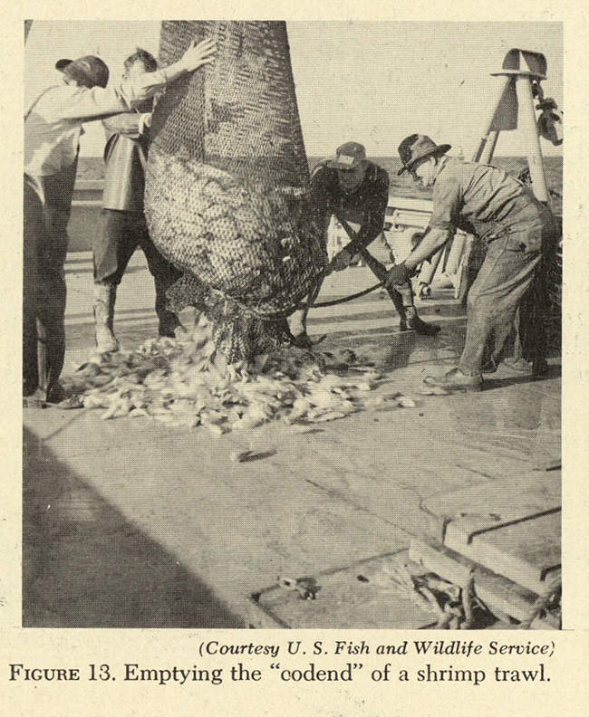 View entire document FIGURE 13. Emptying the codend of a shrimp trawl.