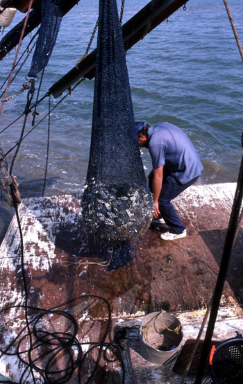 Florida Memory  Net Making and Net Fishing in Florida