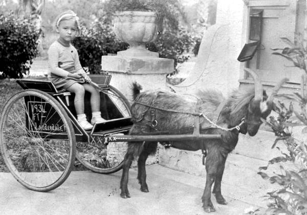 Norma Ullian on goat cart - Fort Lauderdale, Florida