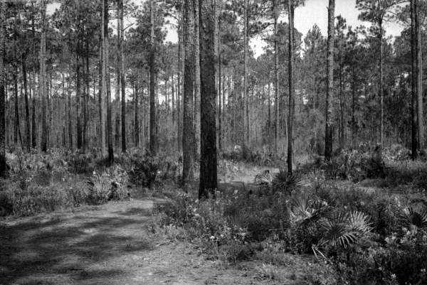 Interpretive trail at the Olustee Battlefield Historic Site - Lake City, Florida