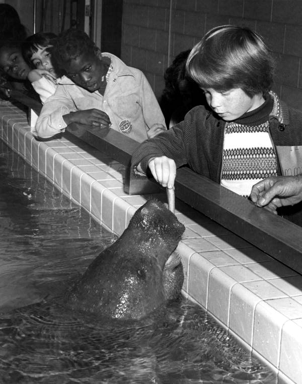 Children with Snooty the manatee at the South Florida Museum - Bradenton, Florida