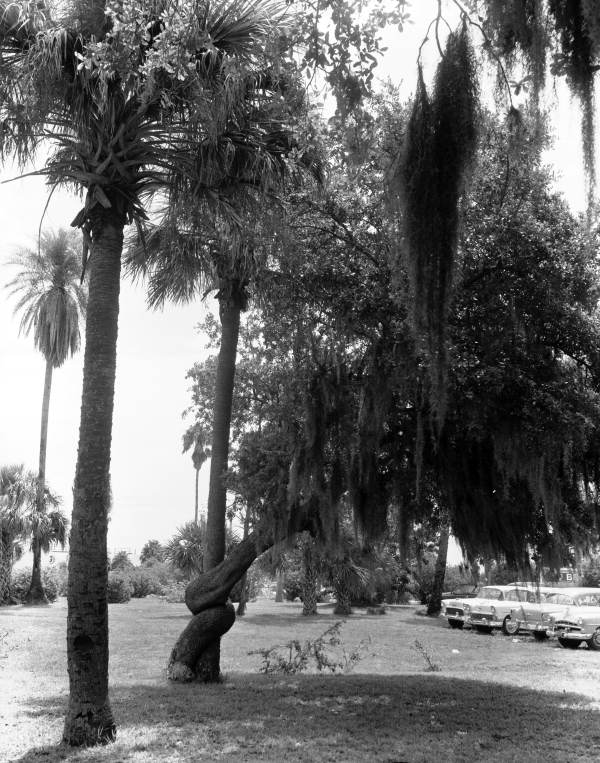 Live oak grown around a sable palm - New Smyrna Beach, Florida