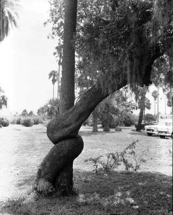 Live oak grown around a sable palm - New Smyrna Beach, Florida