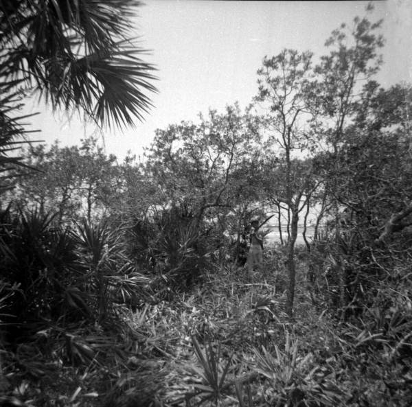 Park staff cutting brush at St. Joseph Peninsula State Park - Gulf County, Florida