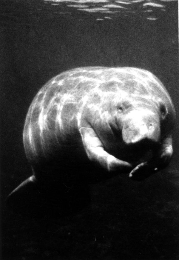 Manatee.