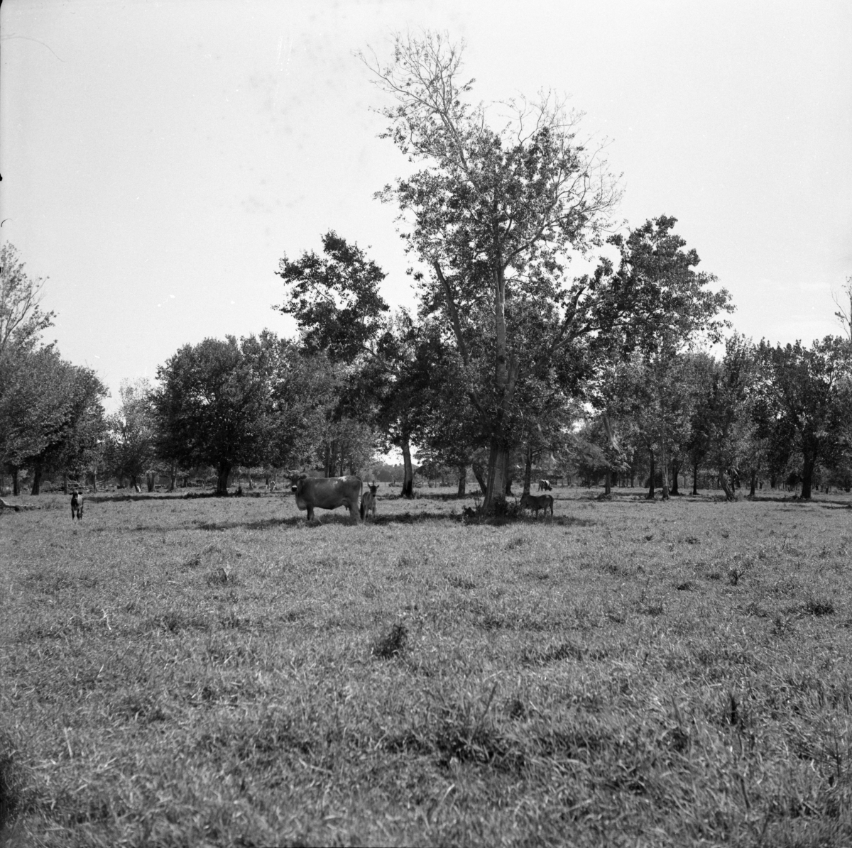 Grassy area with trees, cows and calves grazing in the distance