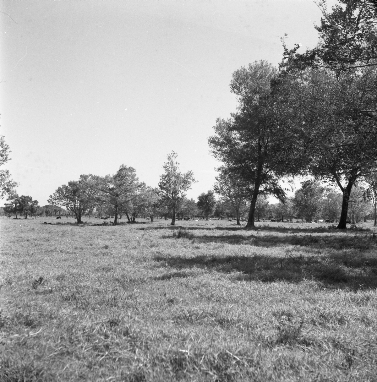Grassy area with trees and cows grazing in the distance