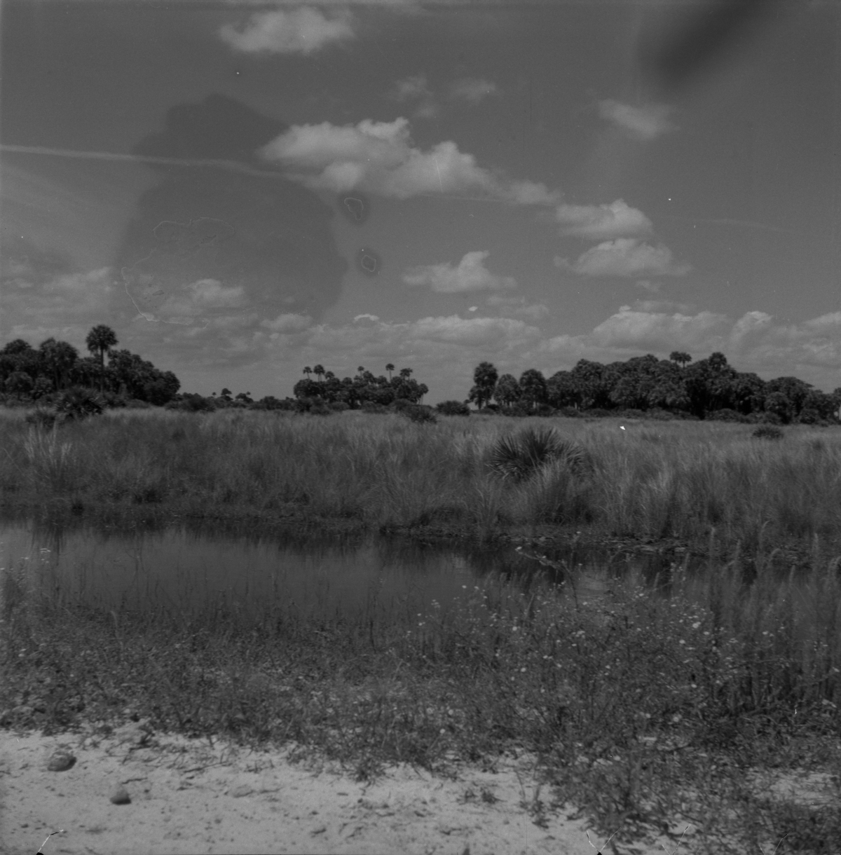 Saw-grass, cabbage palms and palm trees with water in the foreground