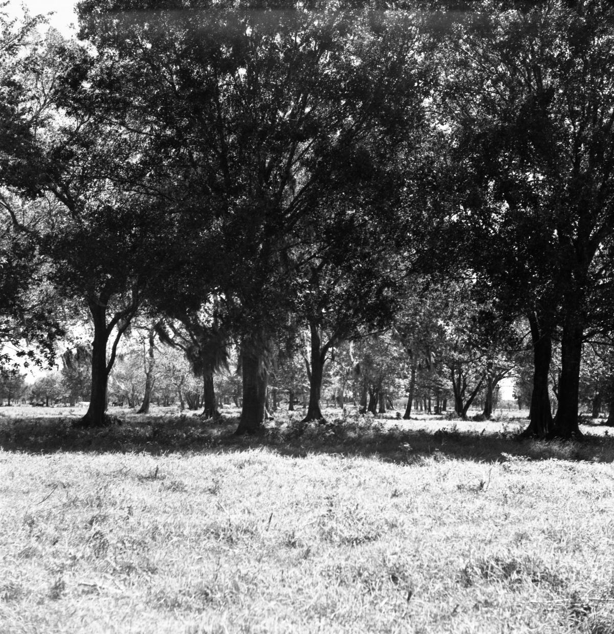 Grassy area with trees and cows grazing in the distance