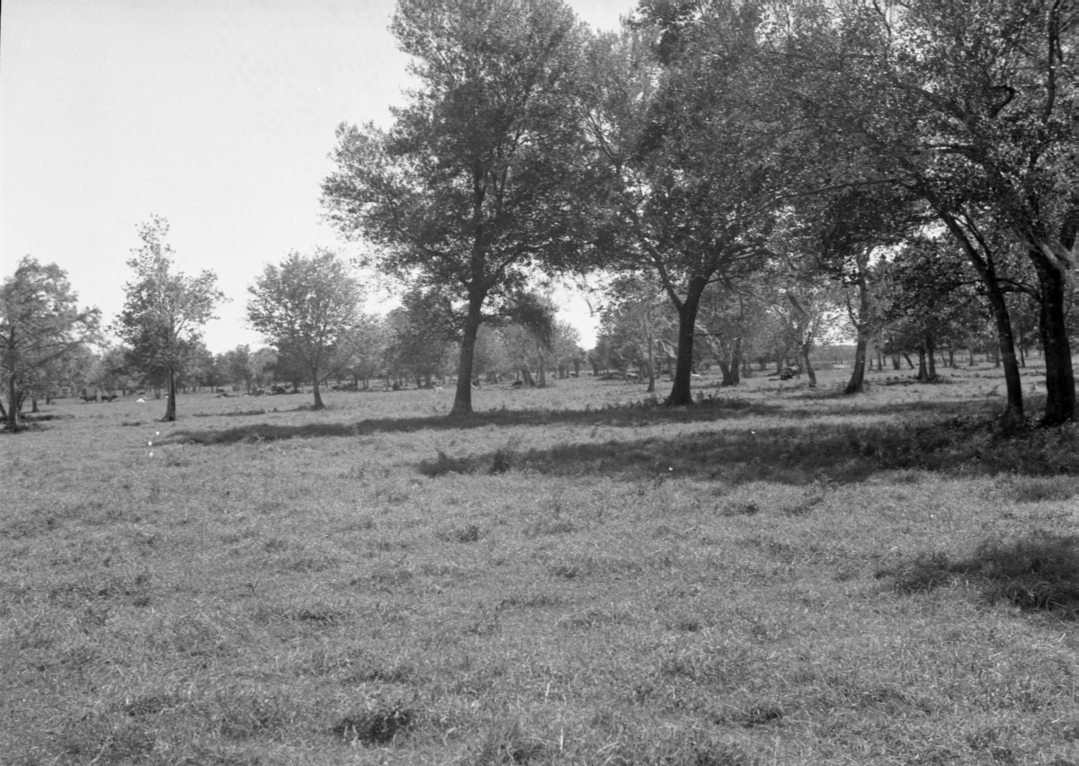Grassy area with trees and cows grazing in the distance