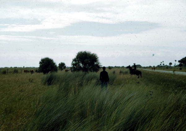 Cattle grazing in grassland