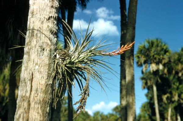 Bromeliad at the Brighton Indian Reservation