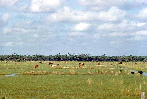 Cattle grazing in some rangeland