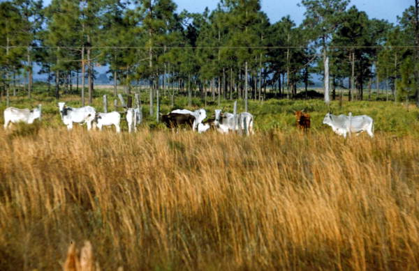 Cattle grazing