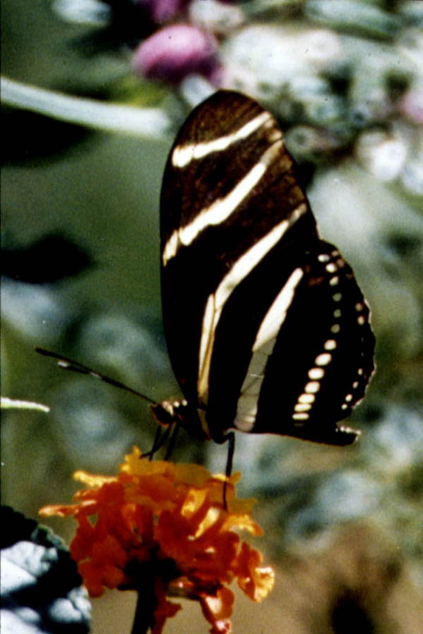 State butterfly of Florida