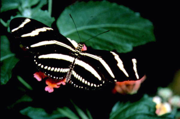 State butterfly of Florida