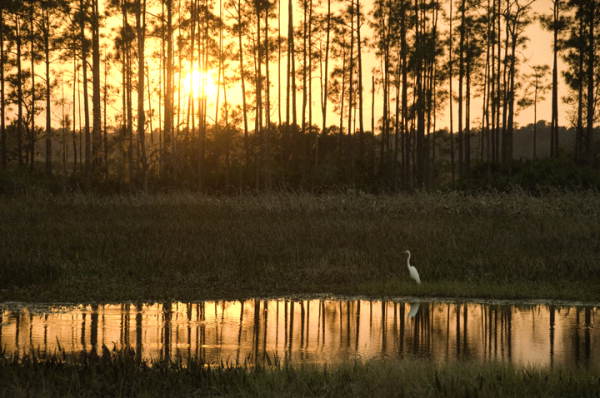 Egret next to Babcock Ranch pond.