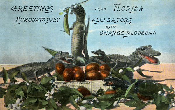 Greetings from Florida - Kumquats, Baby alligators and Orange blossoms.