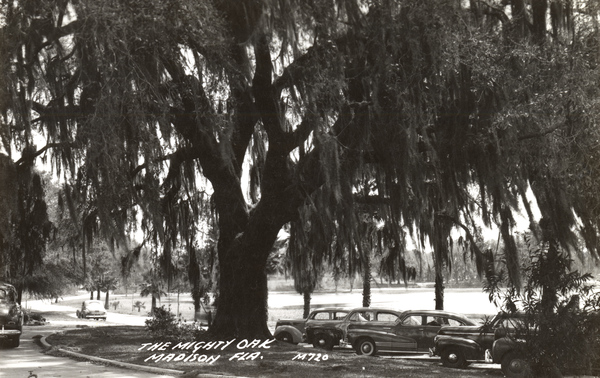The Mighty oak - Madison, Fla.
