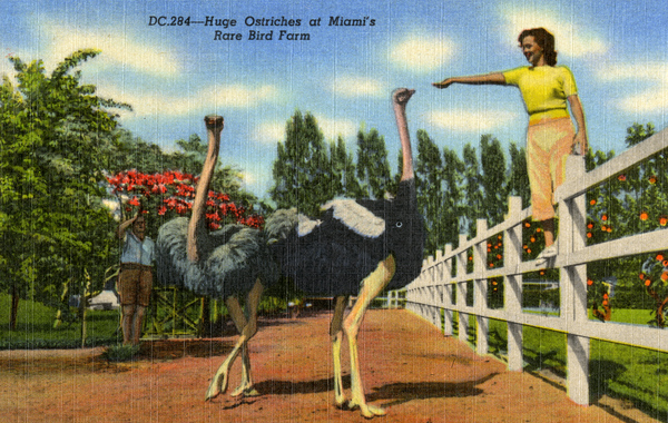Huge Ostriches at Miami's Rare Bird Farm.