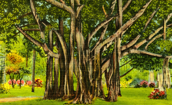 The Banyan tree in St. Petersburg.