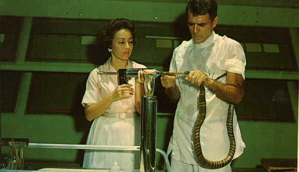 William and Clarita Haast force-feeding a cobra at the Miami Serpentarium attraction.