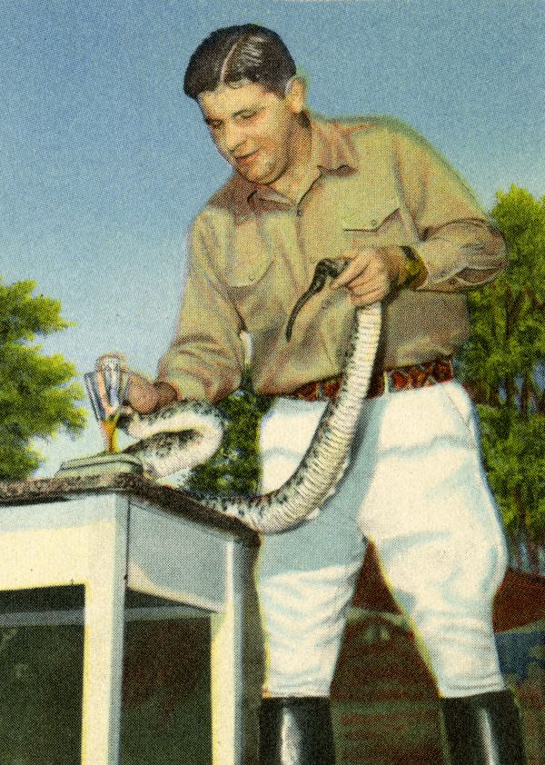 Ross Allen milking diamondback rattlesnake at Silver Springs.