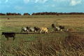 Brahman cattle grazing in the Lake Okeechobee Region.