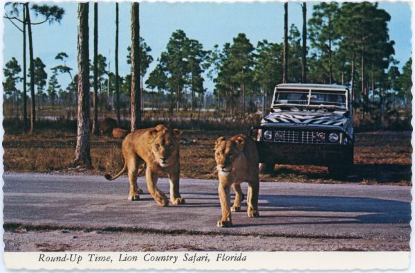 Round-up time at the Lion Country Safari theme park in West Palm Beach.