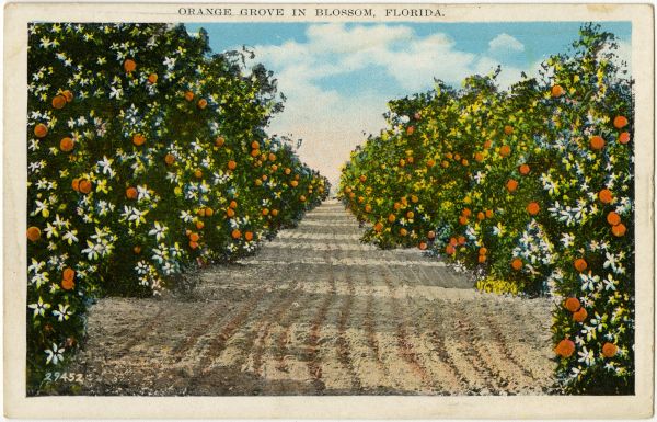 Orange grove in blossom, Florida.