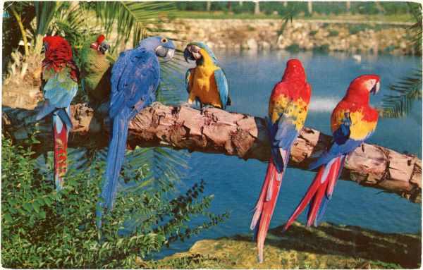 Macaws at the Busch Gardens attraction in Tampa.
