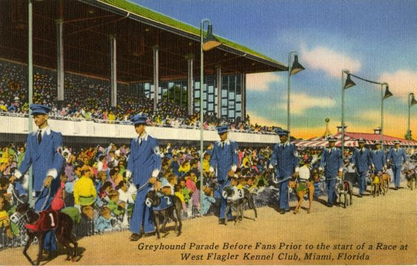 Greyhound parade before fans at the West Flagler Kennel Club race track in Miami.