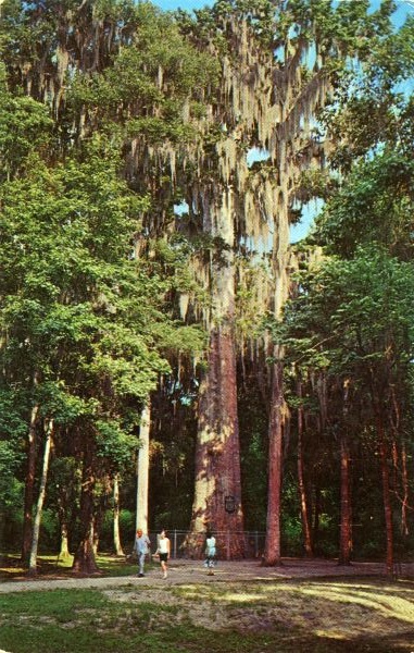 Historic "Senator" at Big Tree Park in Longwood.