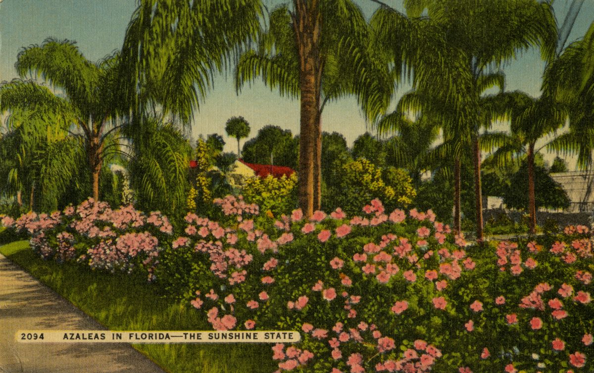 Azaleas in Florida - The Sunshine State.
